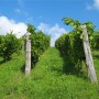 Preporuke vinogradara kontinentalne regije