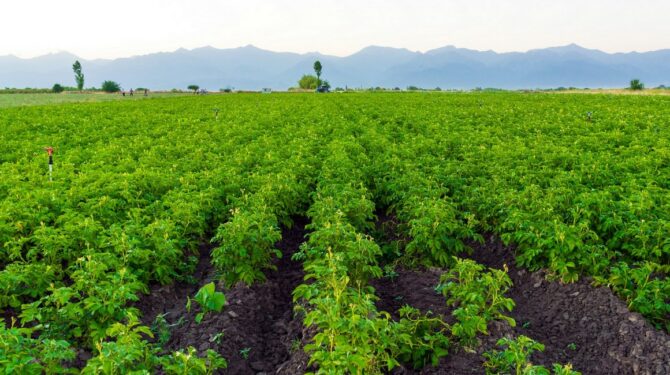 Potato rows in a farm field