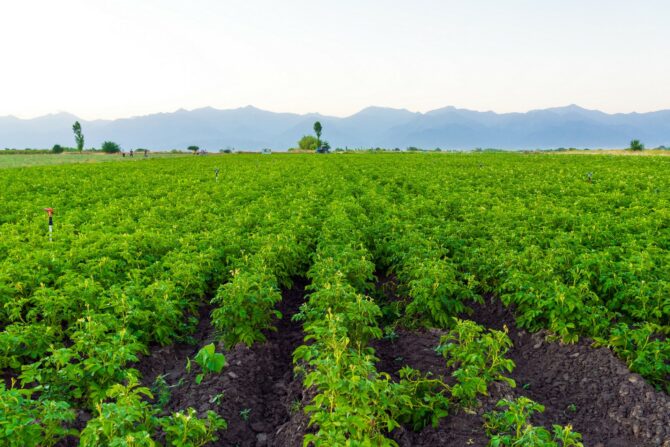 Potato rows in a farm field